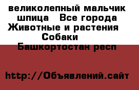 великолепный мальчик шпица - Все города Животные и растения » Собаки   . Башкортостан респ.